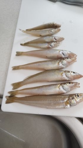 シロギスの釣果