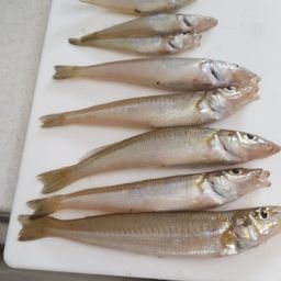 シロギス