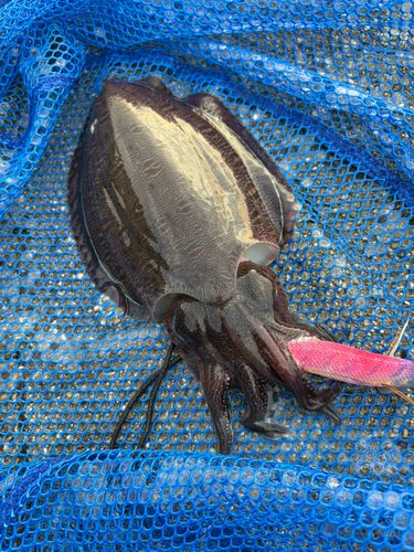 コウイカの釣果