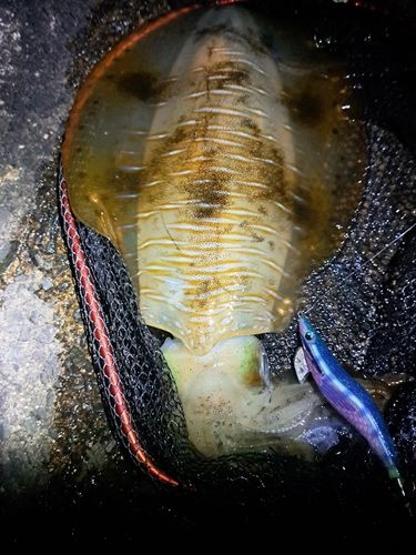 アオリイカの釣果