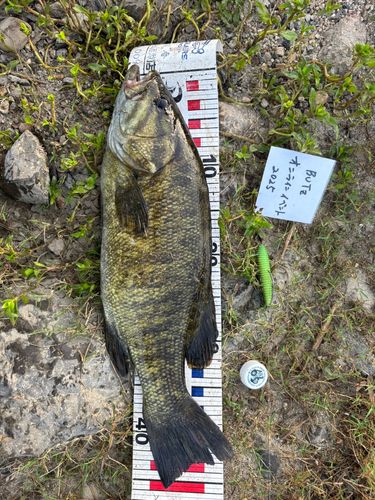 ブラックバスの釣果