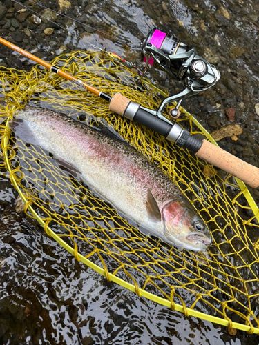 ニジマスの釣果