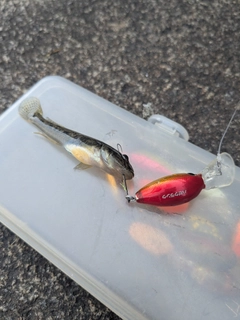 マハゼの釣果