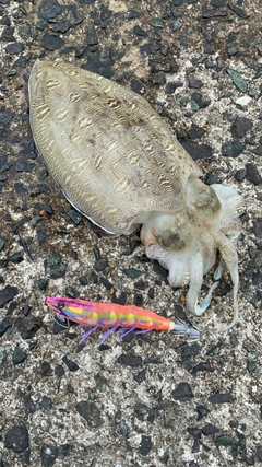 モンゴウイカの釣果