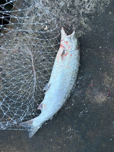 サクラマスの釣果