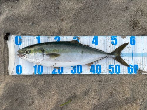 イナダの釣果
