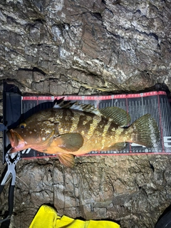 アコウの釣果