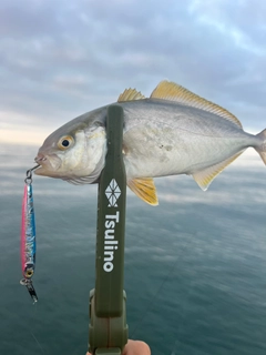 ショゴの釣果