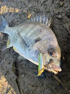 キビレの釣果