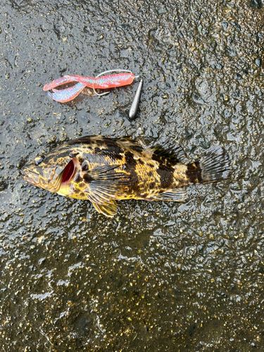 タケノコメバルの釣果