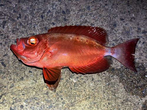ホウセキキントキの釣果