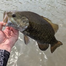 スモールマウスバス