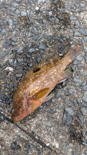 キジハタの釣果