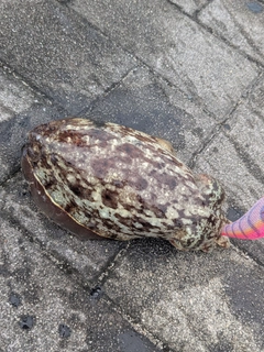 カミナリイカの釣果