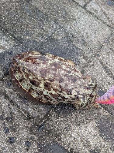 カミナリイカの釣果