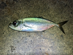 メアジの釣果