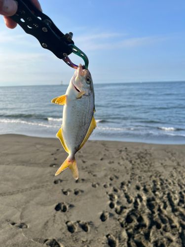 ショゴの釣果