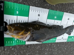 アブラコの釣果