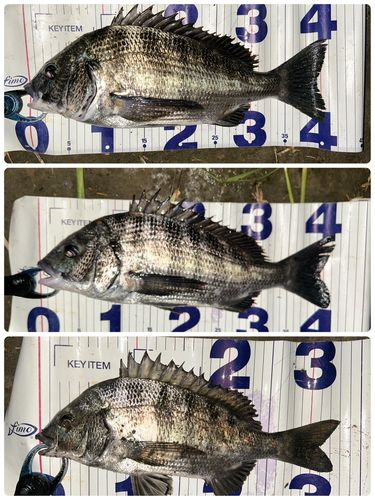 クロダイの釣果