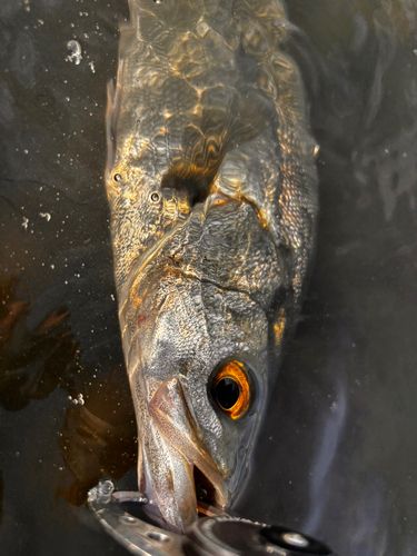 スズキの釣果