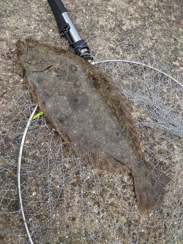 ヒラメの釣果