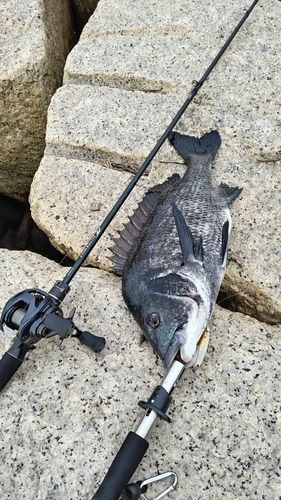 チヌの釣果