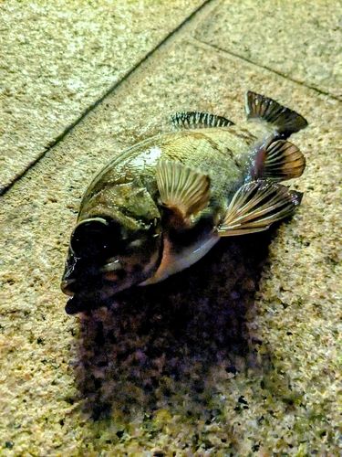 クロメバルの釣果