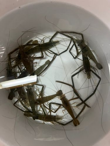 テナガエビの釣果