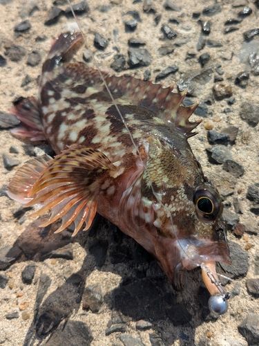 カサゴの釣果