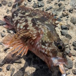 カサゴ