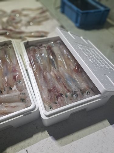 シロイカの釣果