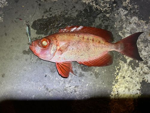 ホウセキキントキの釣果