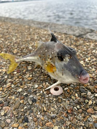 ギマの釣果