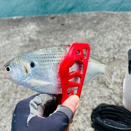 リュウキュウドロクイ