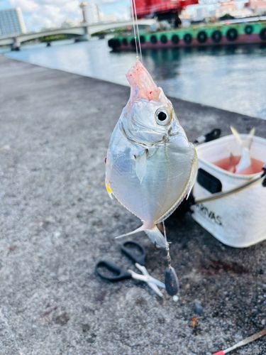 セイタカヒイラギの釣果