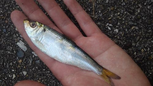 サッパの釣果