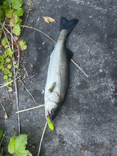 フッコ（マルスズキ）の釣果