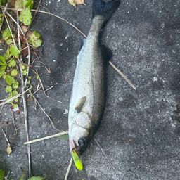 フッコ（マルスズキ）