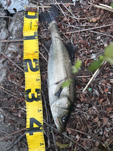 フッコ（マルスズキ）の釣果