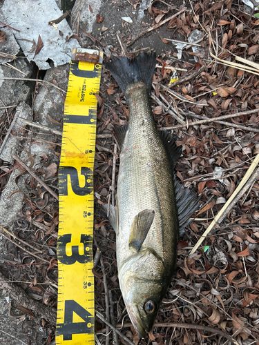 フッコ（マルスズキ）の釣果