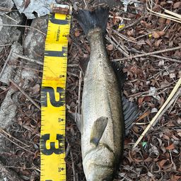 フッコ（マルスズキ）