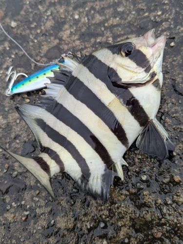 イシダイの釣果