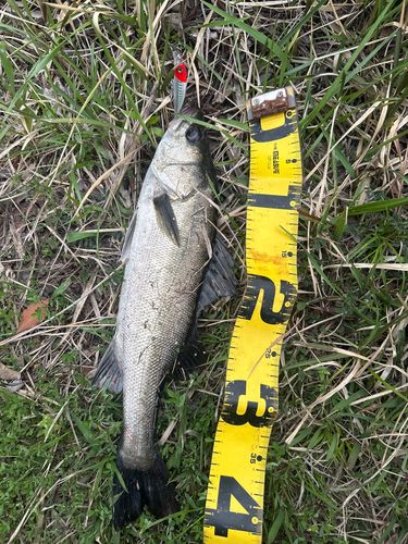 フッコ（マルスズキ）の釣果