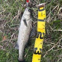 フッコ（マルスズキ）