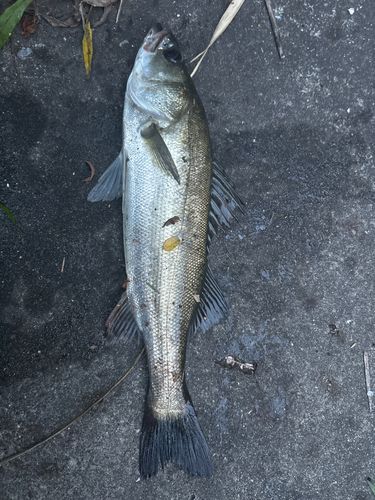 フッコ（マルスズキ）の釣果