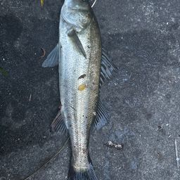 フッコ（マルスズキ）