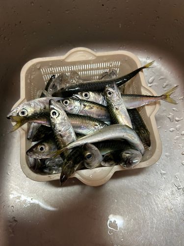 サバの釣果