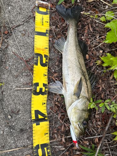 フッコ（マルスズキ）の釣果