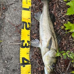 フッコ（マルスズキ）