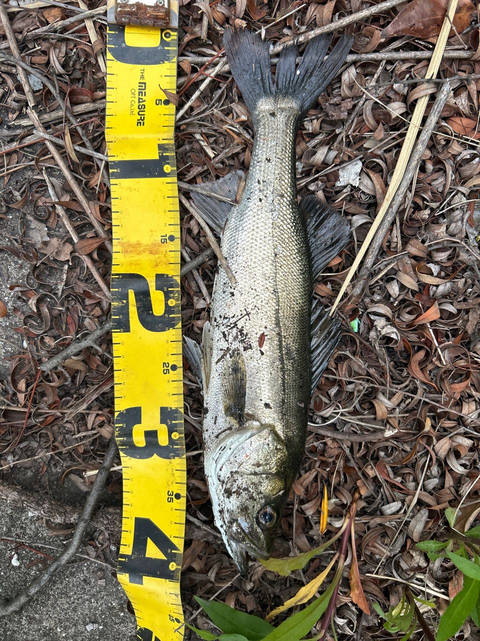 フッコ（マルスズキ）